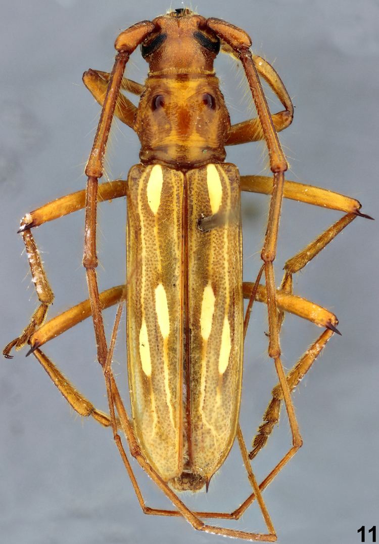 Eburodacrys Eburodacrys fortunata Lameere 1884 Cerambycidae