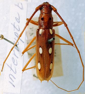 Eburodacrys Cerambycidae Species Details