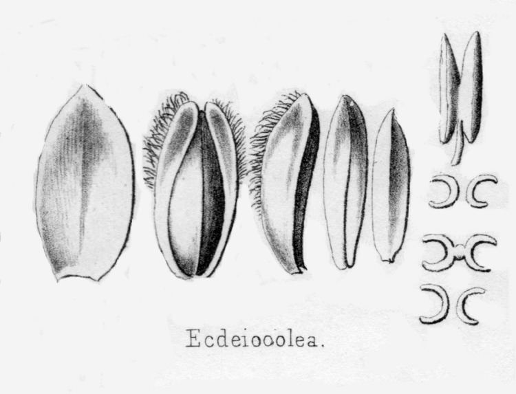 Ecdeiocolea Ecdeiocolea monostachya Ecdeiocoleaceae image 23635 at