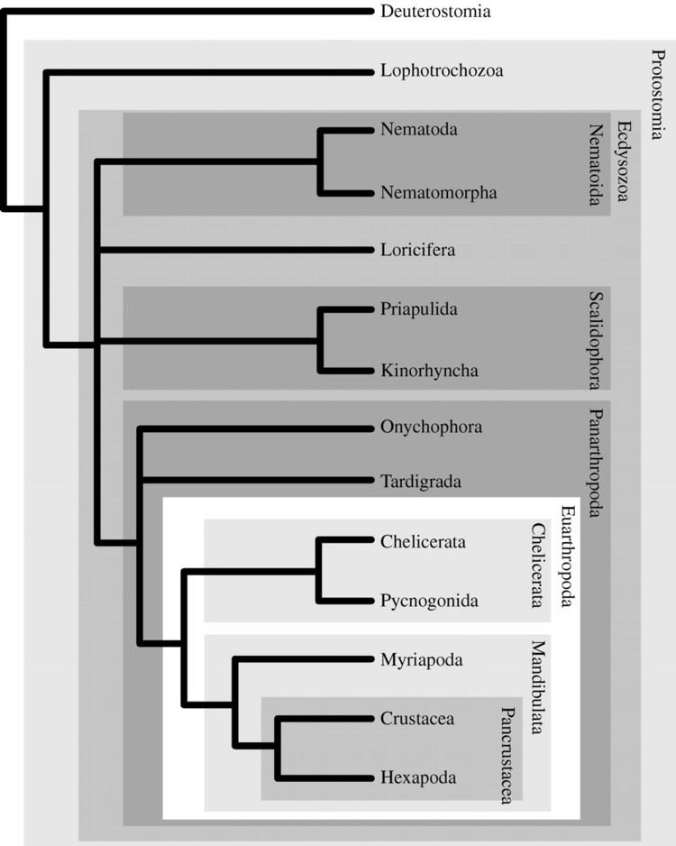 Ecdysozoa The evolution of the Ecdysozoa Philosophical Transactions of the