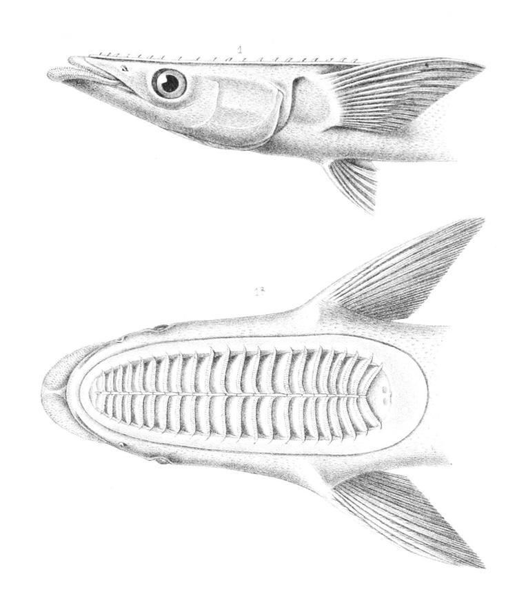 Echeneis (genus) FileEcheneis naucrates Alfred Grandidier 1885jpg Wikimedia Commons