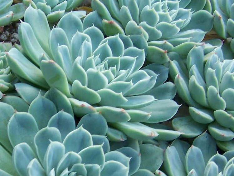 Echeveria elegans worldofsucculentscomwpcontentuploads201303E