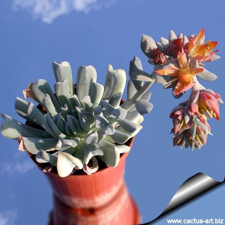 Echeveria runyonii Echeveria runyonii cv TOPSY TURVY