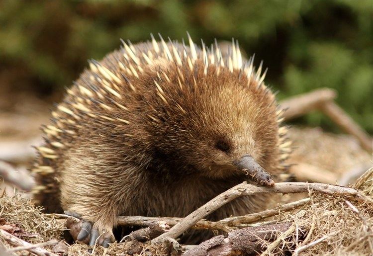 Echidna The Creature Feature 10 Fun Facts About the Echidna WIRED