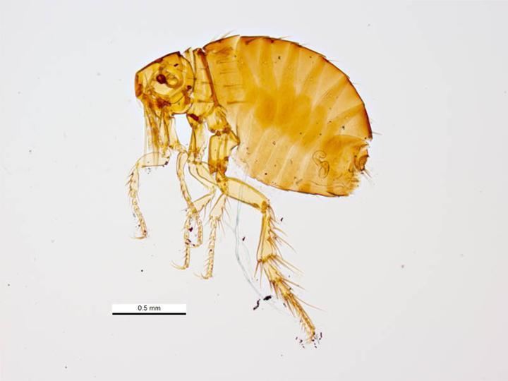 Echidnophaga gallinacea sticktight flea