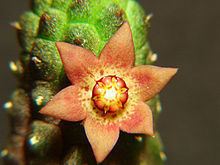 Echidnopsis dammaniana httpsuploadwikimediaorgwikipediacommonsthu