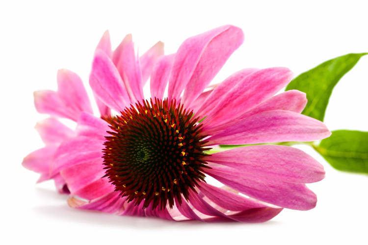 Echinacea 9 Echinacea Benefits from Colds to Cancer Dr Axe