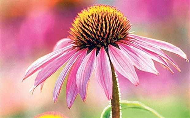 Echinacea oilsandplantscom Make Your Own Echinacea Tincture
