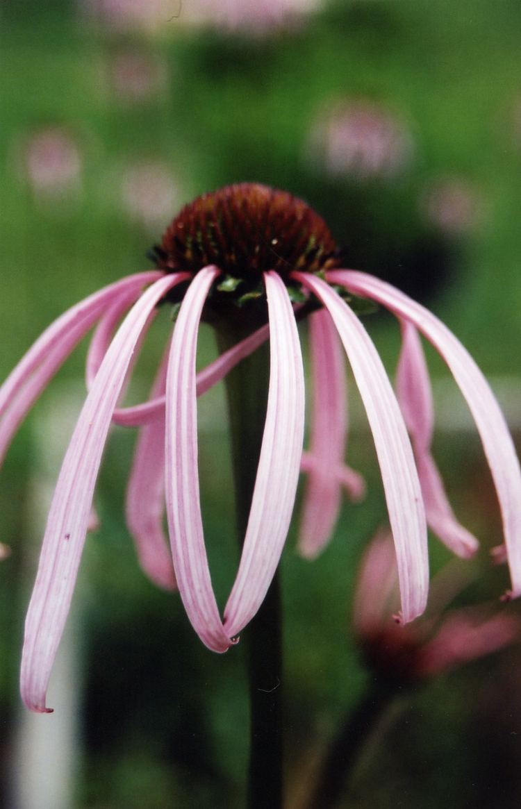 Echinacea laevigata Raleigh Ecological Services Field Office