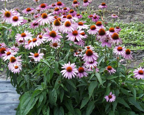 Echinacea purpurea Echinacea purpurea Pictures and Photo gallery echinacea