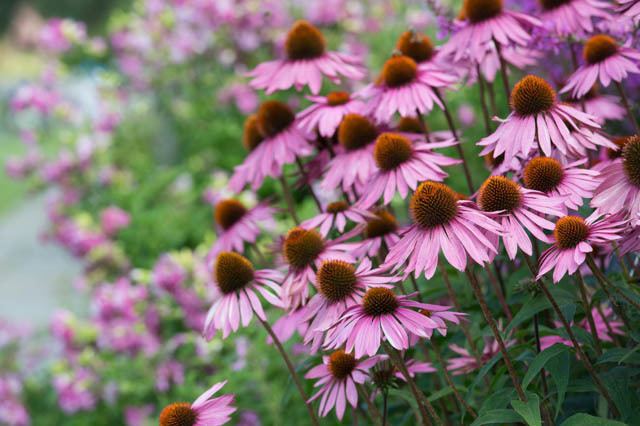 Echinacea purpurea Echinacea purpurea 39Rubinglow39 Coneflower