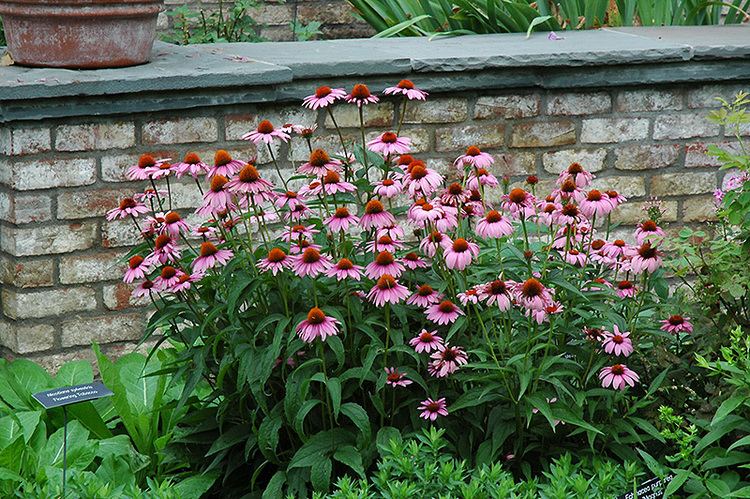 Echinacea purpurea Magnus Coneflower Echinacea purpurea 39Magnus39 in St Paul