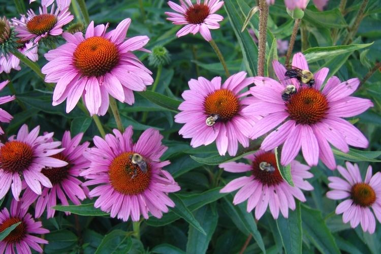 Echinacea purpurea Echinacea purpurea 39Rubinstern39 The Scott Arboretum39s Garden Seeds