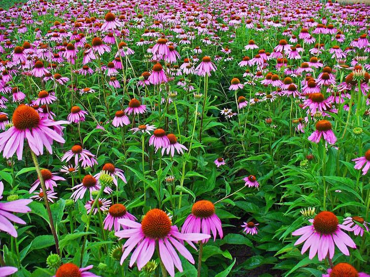Echinacea purpurea Echinacea Echinacea purpurea alterative herb used in cold cough