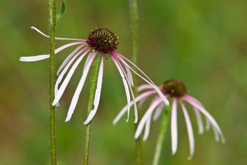 Echinacea sanguinea Sanguine Purple Coneflower Echinacea sanguinea iNaturalistorg