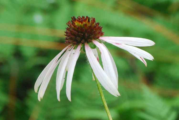 Echinacea sanguinea Purple Coneflower Echinacea sanguinea