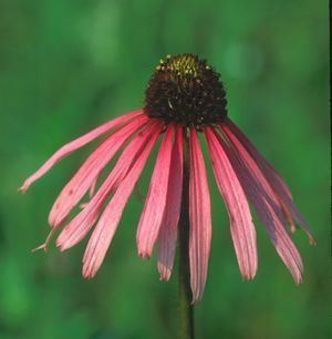 Echinacea simulata Echinacea simulata 3939 Glade Coneflower from CRITSITE Products