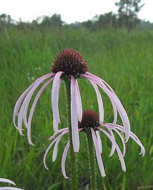Echinacea simulata httpsuploadwikimediaorgwikipediacommonsthu