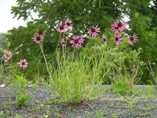 Echinacea tennesseensis Echinacea tennesseensis Tennessee purple coneflower Discover Life