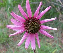 Echinacea tennesseensis httpsuploadwikimediaorgwikipediacommonsthu