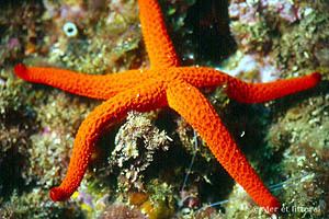 Echinaster sepositus European Marine Life Echinaster sepositus Red starfish