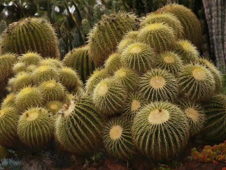 Echinocactus How to Grow and Care for Echinocactus World of Succulents