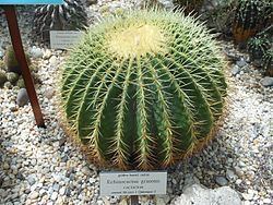 Echinocactus grusonii httpsuploadwikimediaorgwikipediacommonsthu