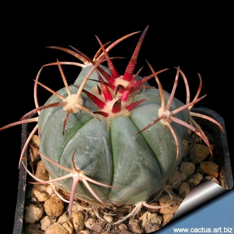 Echinocactus Horizonthalonius Alchetron The Free Social Encyclopedia