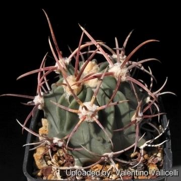 Echinocactus parryi Emorycactus parryi