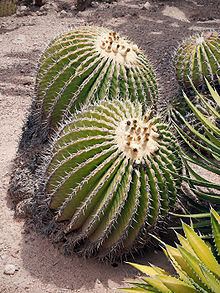 Echinocactus platyacanthus httpsuploadwikimediaorgwikipediacommonsthu