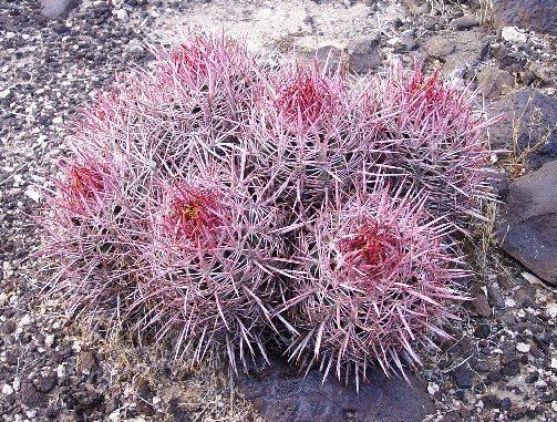 Echinocactus polycephalus Echinocactus polycephalus Wikipedia