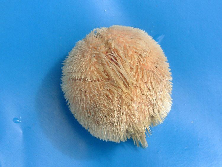 Echinocardium MarLIN The Marine Life Information Network Sea potato