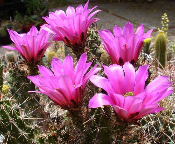 Echinocereus Online Guide to the positive identification of Members of the