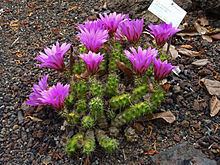 Echinocereus berlandieri httpsuploadwikimediaorgwikipediacommonsthu