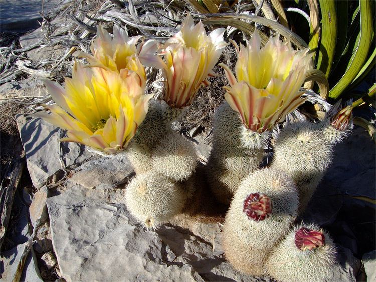 Echinocereus dasyacanthus Echinocereus dasyacanthus Cacti of Big Bend National Park Texas