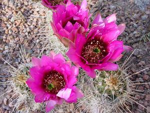 Echinocereus fasciculatus Echinocereus fasciculatus Pinkflower Hedgehog Cactus