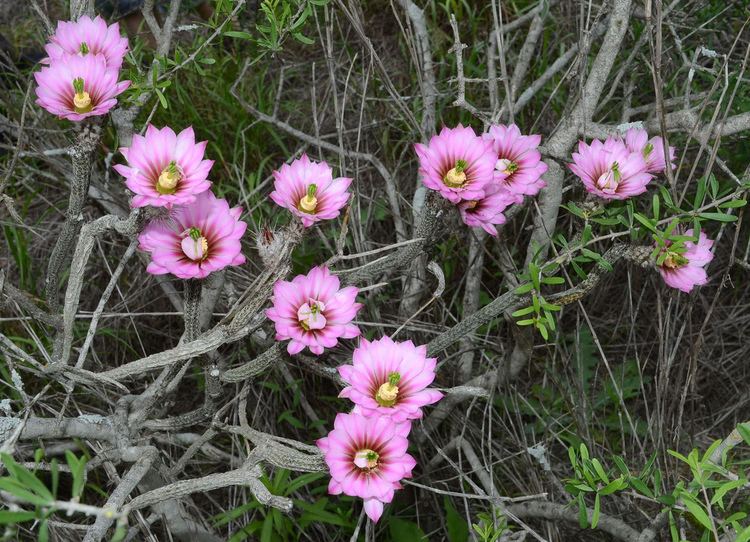Echinocereus poselgeri Echinocereus poselgeri Pencil Cactus from Starr County Te Flickr