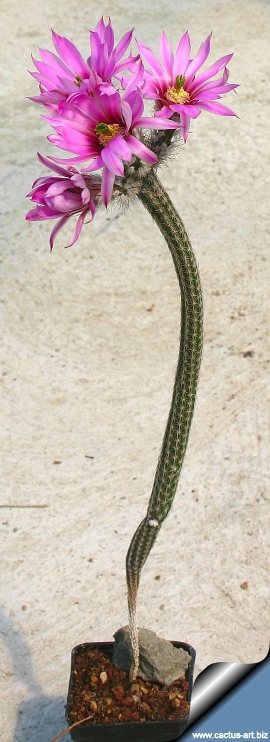 Echinocereus poselgeri wwwcactusartbizschedeECHINOCEREUSEchinocereu