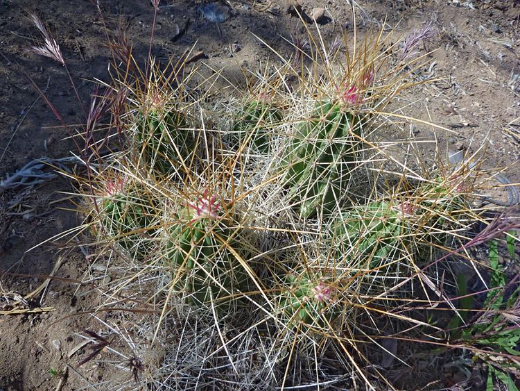 Echinocereus stramineus Echinocereus stramineus strawberry hedgehog cactus