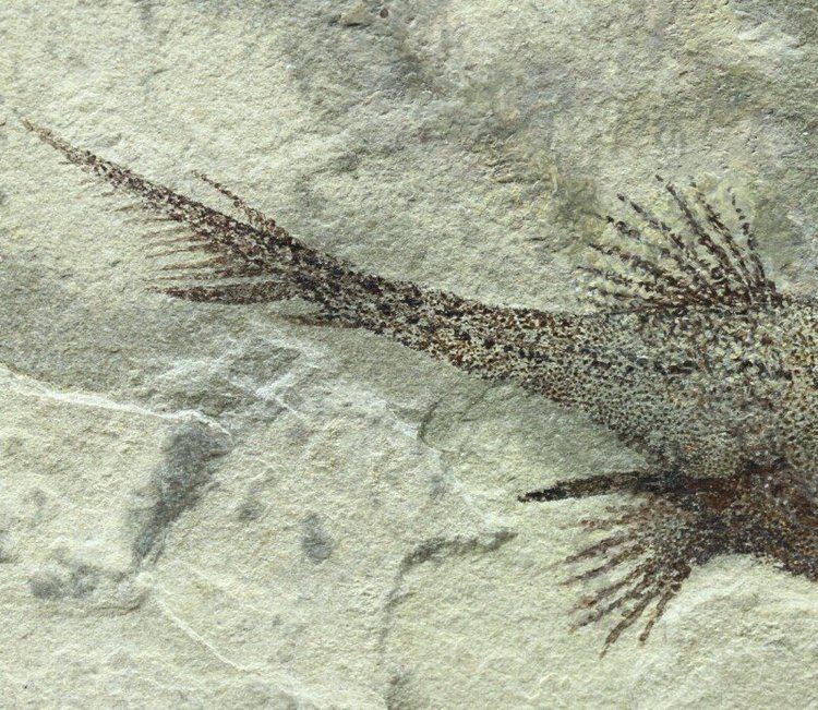 Echinochimaera Bear Gulch Male Echinochimaera meltoni Paleozoic Fish Fossil