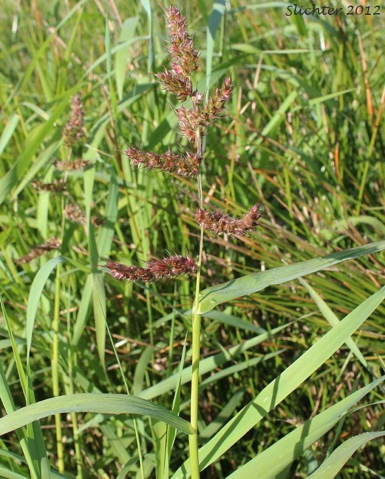Echinochloa crus-galli Barnyard Grass Barnyardgrass Barnyard Grass Large Barnyardgrass