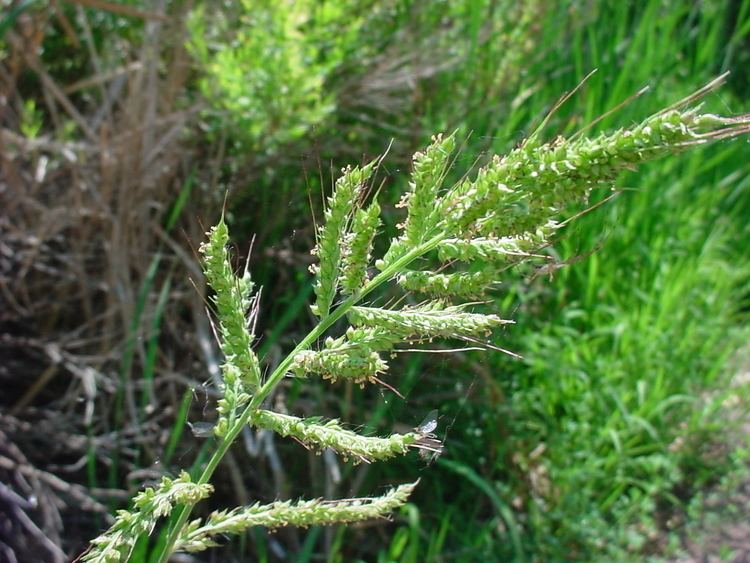Echinochloa crus-galli Vascular Plants of the Gila Wilderness Echinochloa crusgalli