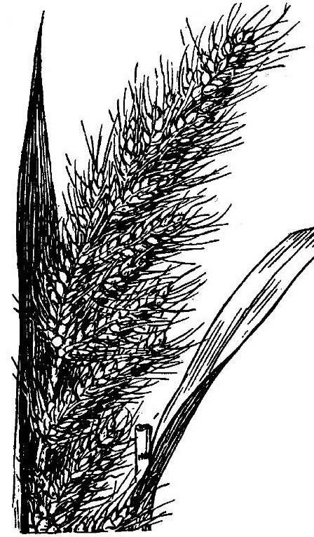 Echinochloa crus-pavonis httpsuploadwikimediaorgwikipediacommons44