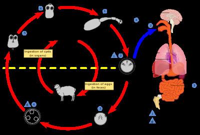 Echinococcus Alchetron The Free Social Encyclopedia