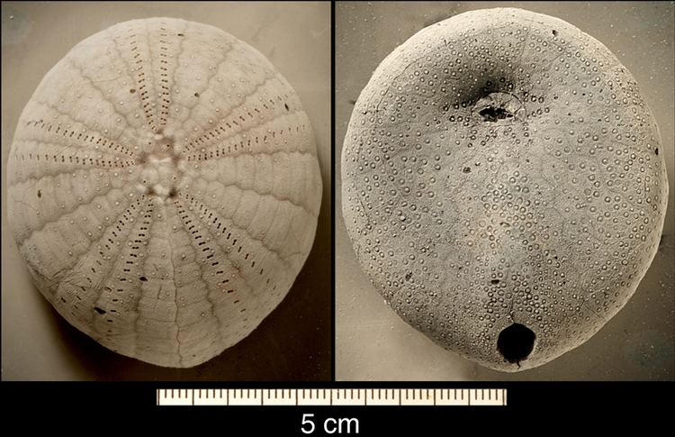 Echinocorys Fossile spindsvin Danmark