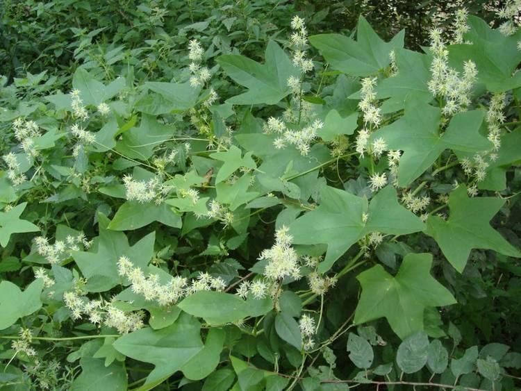 Echinocystis Echinocystis lobata Wild cucumber vine Sicyos lobatus