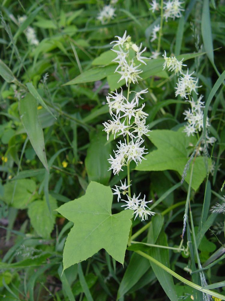 Echinocystis Echinocystis lobata wild cucumber Go Botany