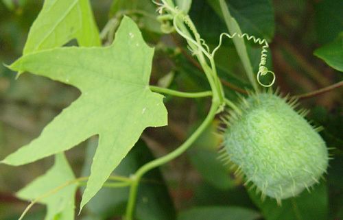 Echinocystis Echinocystis lobata CLIMBERS