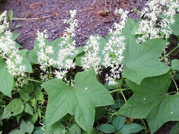 Echinocystis Echinocystis lobata Wild cucumber vine Sicyos lobatus