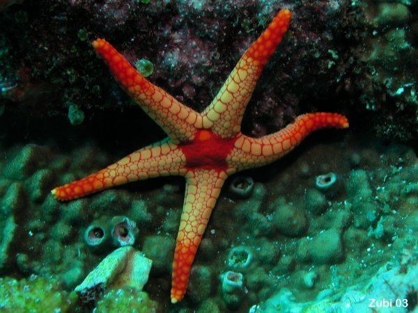 Echinoderm Echinoderms starfish brittle star sea urchin feather star sea